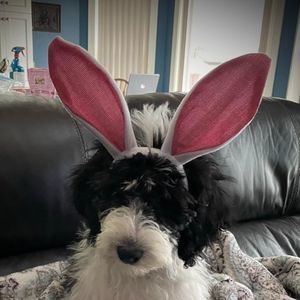 Meet your Posher, Darla